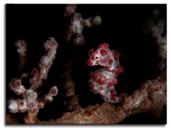Pygmy Sea Horse from Sabang Beach, Philippines by Libor Spacek 